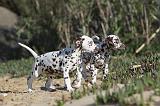 DALMATIEN 014